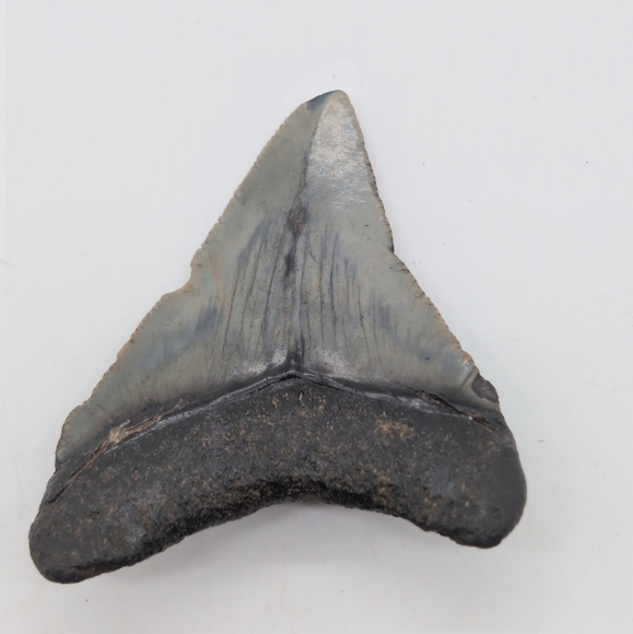 Real Otodus Megalodon Shark Tooth Fossil Sharp Serrations Black / Gray - Picture 7 of 8